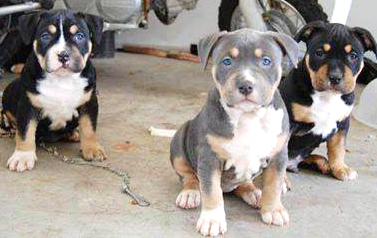 Rottweiler and pitbull mix puppies