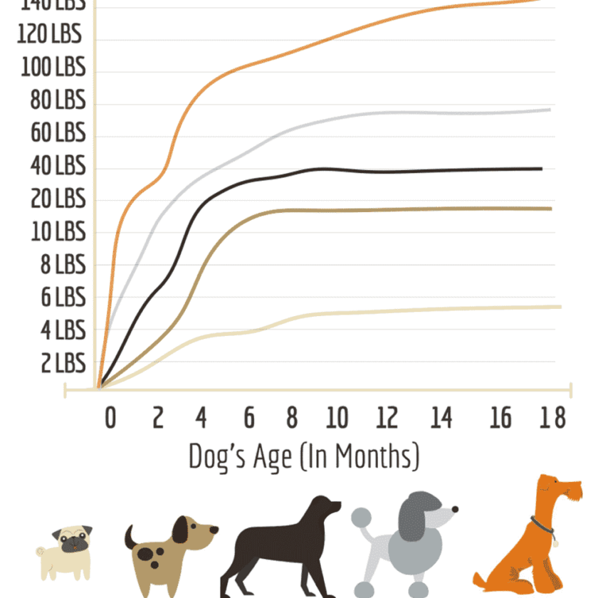 Labs Weight Chart by Age – Puppies weight Growth