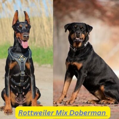 Rottweiler Mix Doberman