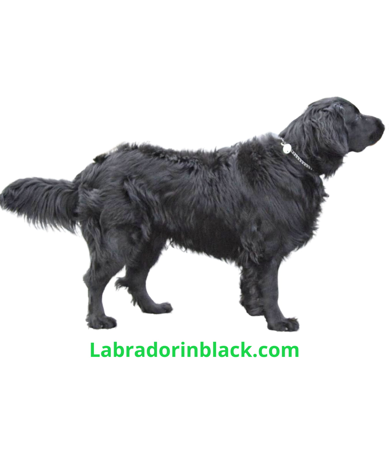 Black Labrador Retriever Puppies Pure Breed