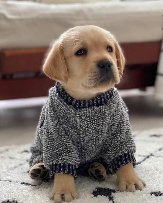 What temperature is too cold for a Labrador retriever