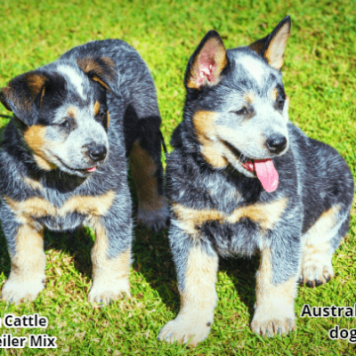 australian cattle dog and rottweiler mix puppies