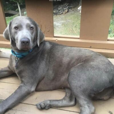 silver lab skin issues treatment