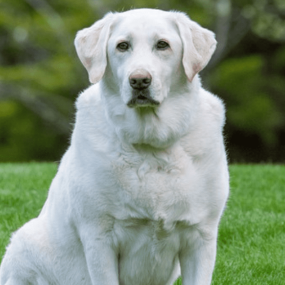 White labrador big dog