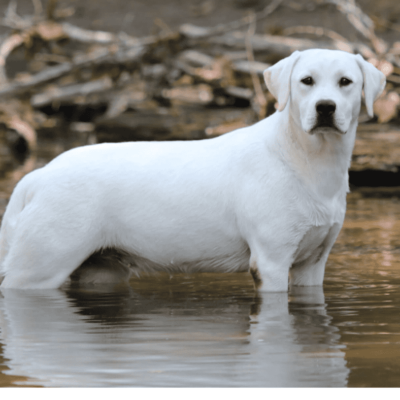 white lab dog
