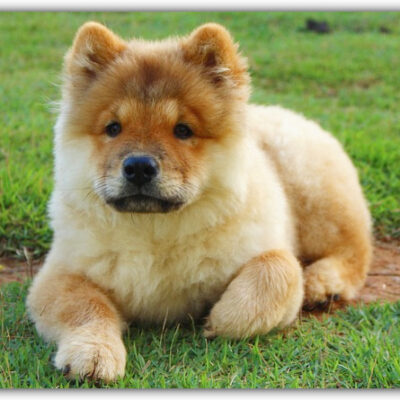 Price of Chow chow dog india