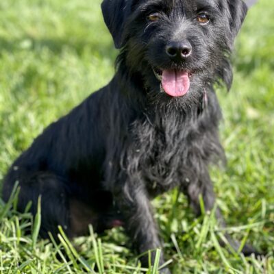 Schnauzer and poodle mix