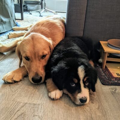 bernese mountain dog and golden retriever mix puppies