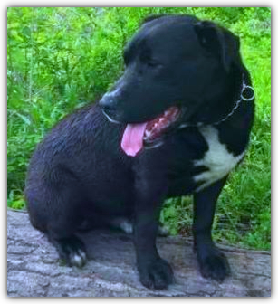 black and white Labrador