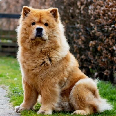 chow chow dog price in india