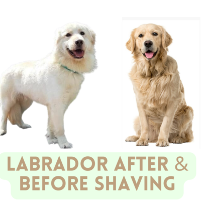 Labrador before and after grooming