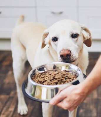 best food for lab puppies with low calories