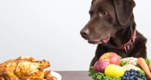 best food for lab puppies vegetarian
