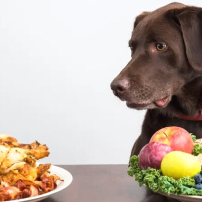 best food for lab puppies vegetarian