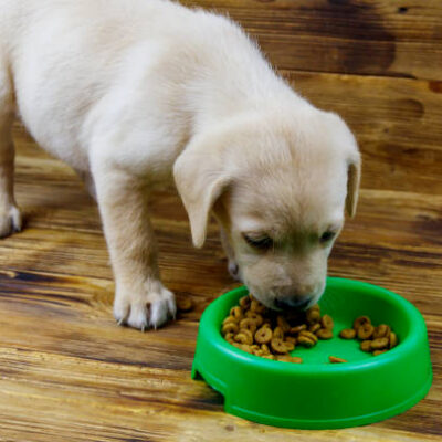 best food for lab puppies with low calories