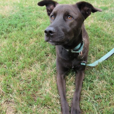 lab mix whippet chocoalte color