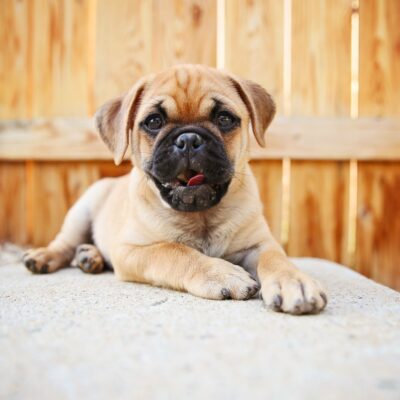 pug mix with boxer-min