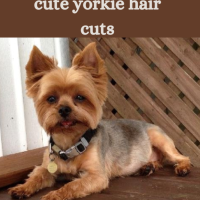 yorkie haircuts male