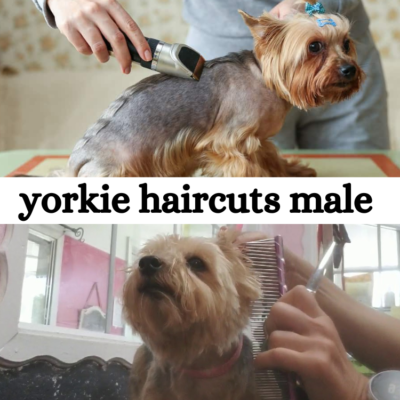 yorkie haircuts male 