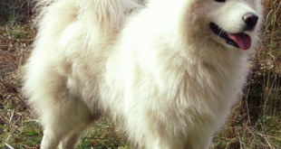 samoyed big white fluffy dog