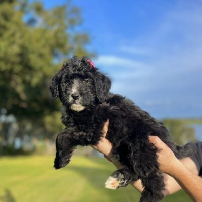 bi-color black and white bernedoodle puppy