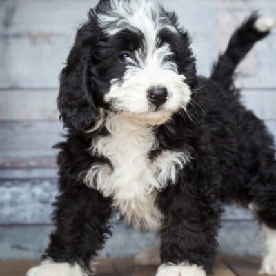 black and white bernese mountain dog poodle mix