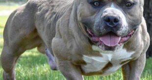 American bully picture