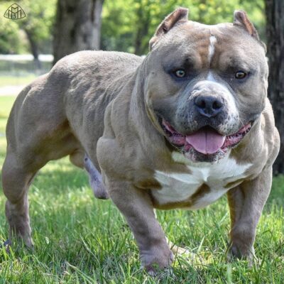American bully picture