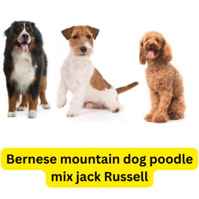 Bernese mountain dog poodle mix jack Russell dog