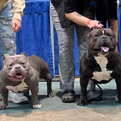 Pocket and Standard American Bully