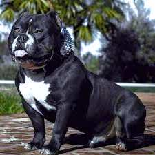 black American bully dog image