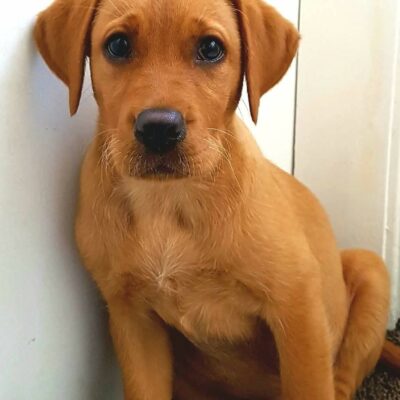 3 month old red Labrador