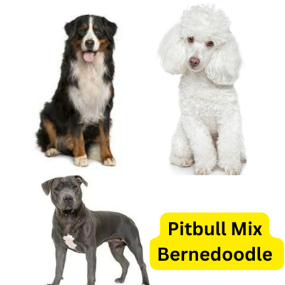 Bernedoodle Pitbull mix